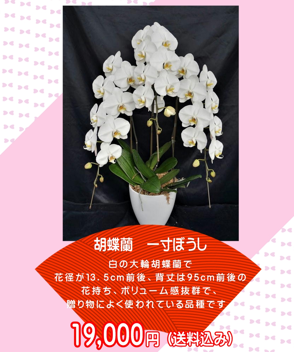 宅配サービス - 奥山洋蘭園